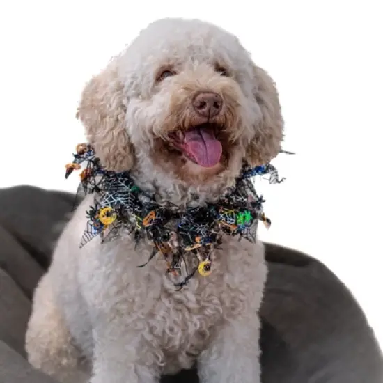 Midlee Pumpkin & Spider Web Halloween Decorative Dog Collar image {5}