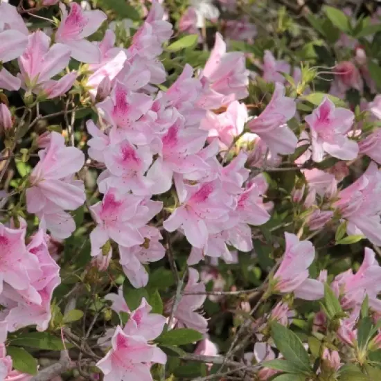 Azalea 'George L. Tabor' 2.25gal U.S.D.A. Hardiness Zones 8-9 - 1pc - National Plant Network image {1}