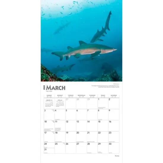 Browntrout 2024 Wall Calendar 12"x12" Sharks image {2}