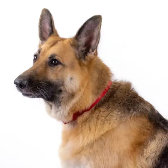 Country Brook Petz Premium Nylon Dog Collar image {8}