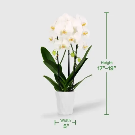 5" Double Cascade Orchid - Good Little Garden&trade; image {3}