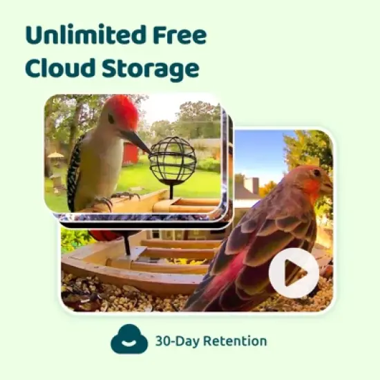 Smart Wild Bird Feeder with Camera for Outdoor , AI Enabled Bird Recognition & Solar Power image {4}