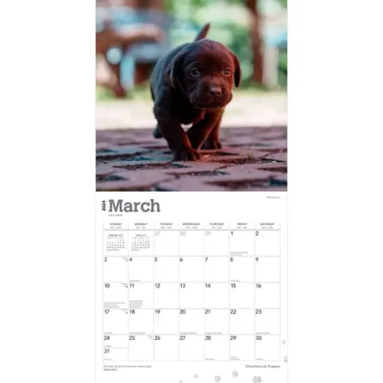 Browntrout 2024 Wall Calendar 12"x12" Labrador Retriever Puppies Chocolate image {2}