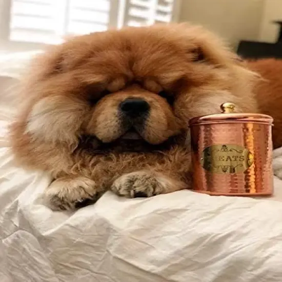 Amici Pet Copper Spaniel Treats Canister Decorative Hand Made Hammered Finish Metal Storage Container image {4}