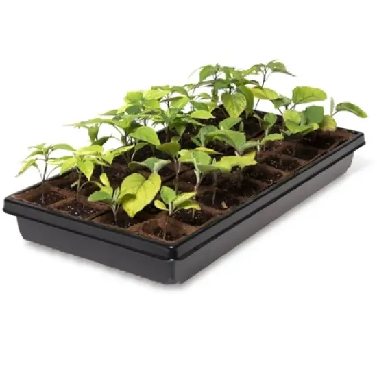 2&rdquo; Square Biodegradable Pots and Tray Set image {1}
