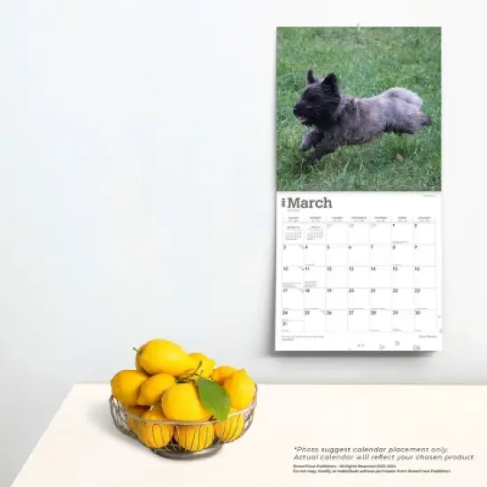 Browntrout 2024 Wall Calendar 12"x12" Cairn Terriers image {3}