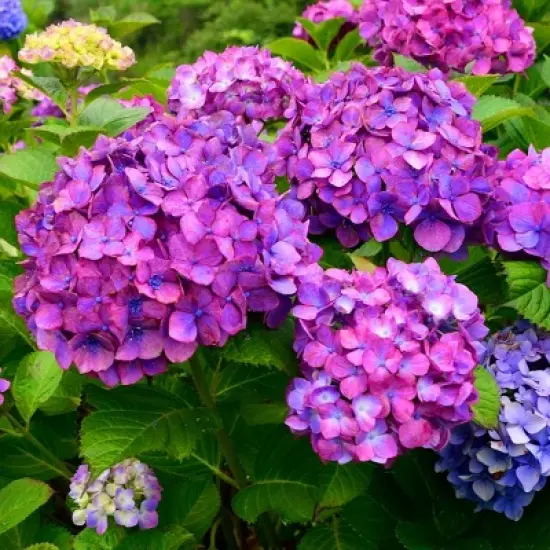 3pc Hydrangea Lime Lovebird - National Plant Network image {2}