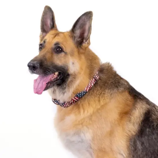 Country Brook Petz 1 1/2 Inch Patriotic Tribute Martingale Dog Collar image {1}