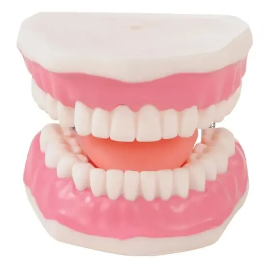 Kaplan Early Learning Healthy Smiles Dental Model image {2}