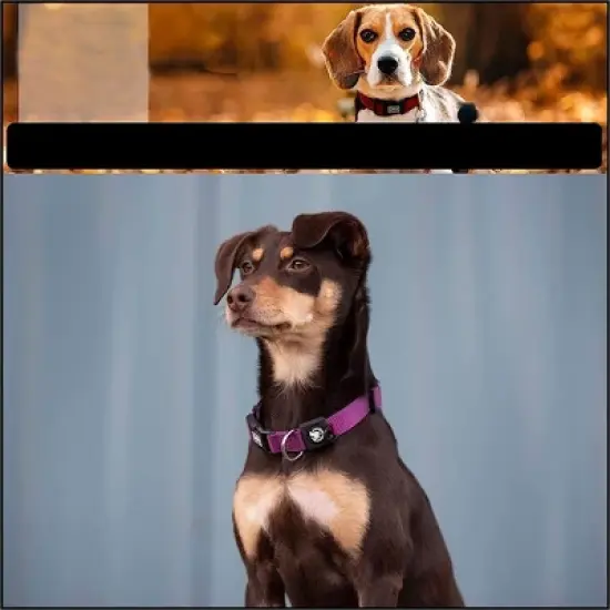 DDOXX Reflective Nylon Dog Collar - Small - Purple image {1}