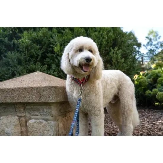 Country Brook Petz 6 Foot Dog Leash - Summer Breeze Collection image {1}