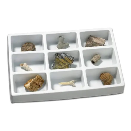 Educational Insights Fossil Collection image {1}