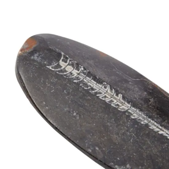 Okuna Outpost Natural Orthoceras Bone Replica, Calcified Cephalopod Shell from Morocco, 5.5-7 in image {3}