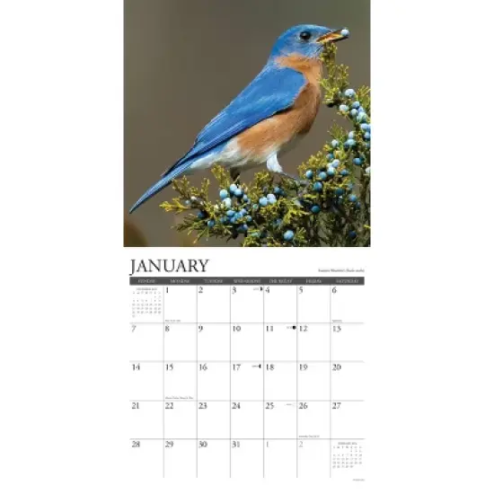 Willow Creek Press 2024 Wall Calendar 12"x12" Garden Birds image {2}