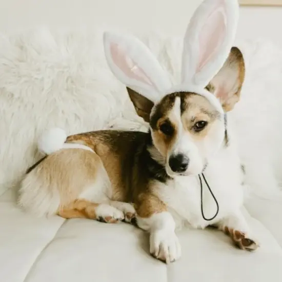 Midlee White Bunny Ears for Dogs with Tail image {4}