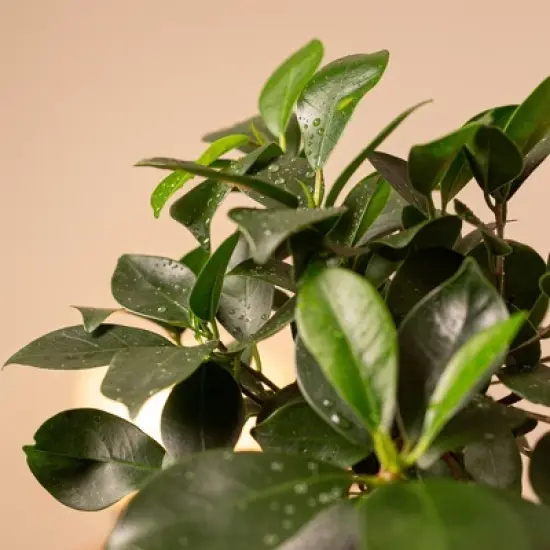 Live 4" Ficus Ginseng Potted Houseplant image {3}