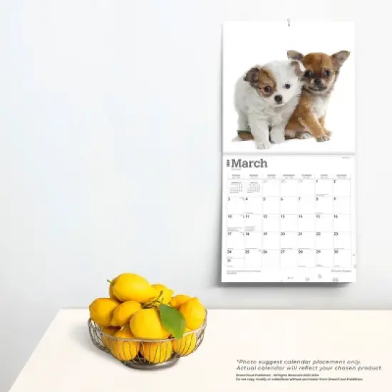 Browntrout 2024 Wall Calendar 12"x12" Chihuahua Puppies image {3}