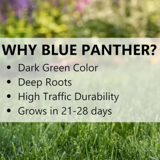Jonathan Green Blue Panther Kentucky Bluegrass Supreme Seed Blend image {4}