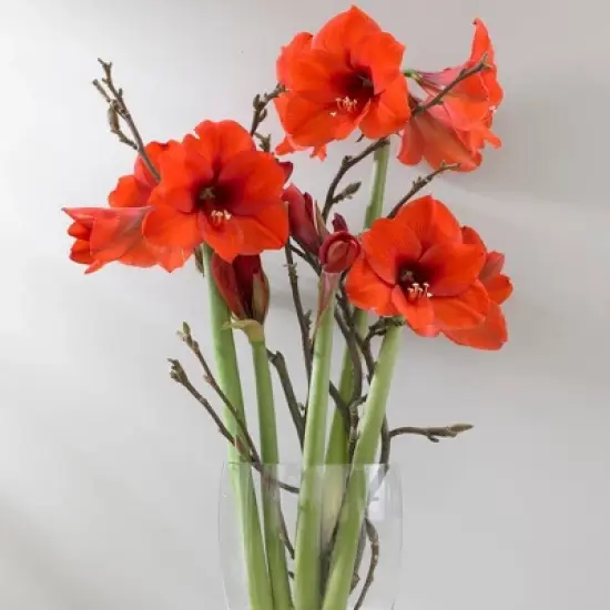 Van Zyverden Amaryllis Orange Sovereign Flower Bulb image {1}