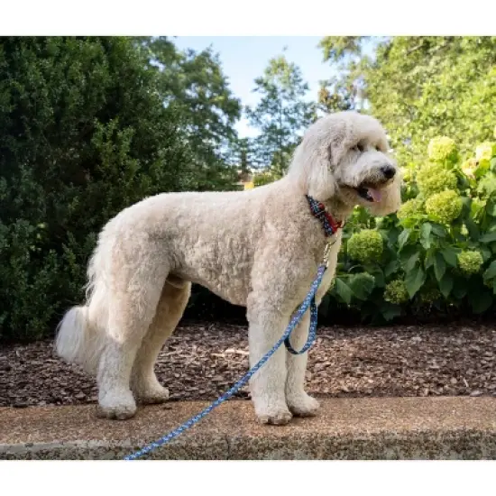 Country Brook Petz 6 Foot Dog Leash - Summer Breeze Collection image {2}