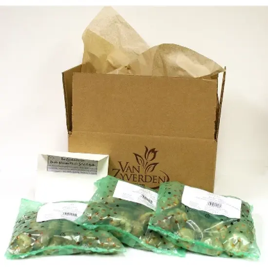 Tulips Darwin Hybrid Mixture Set of 50 Mammoth Bulbs - Van Zyverden image {2}