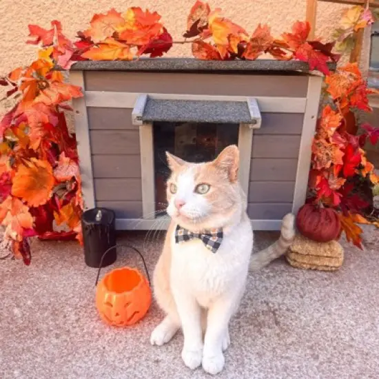 Aivituvin Insulated Wooden Cat House with Soft Liner | Waterproof Roof-AIR12-IN image {1}