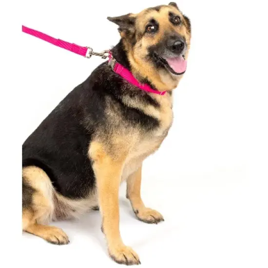 Country Brook Petz Premium Nylon Dog Collar image {10}