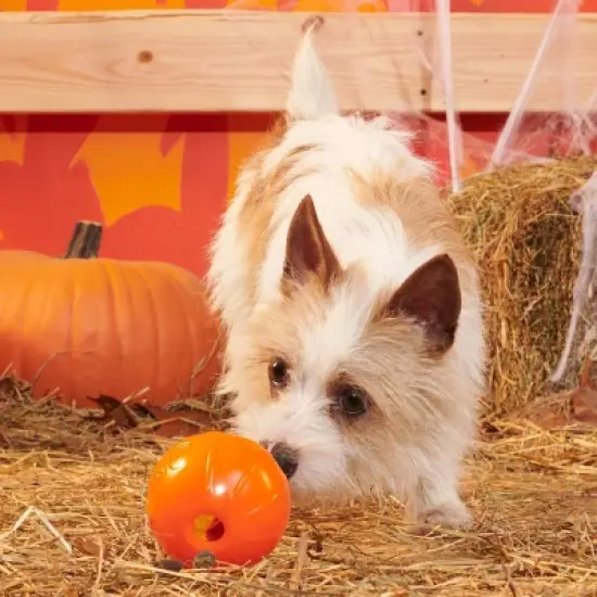 BARK Halloween Super Chewer Pumpkin Prodigy Dog Toy image {3}