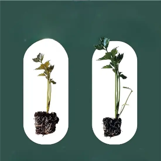 Window Garden 12qt Expanding Organic Fiber Soil image {2}