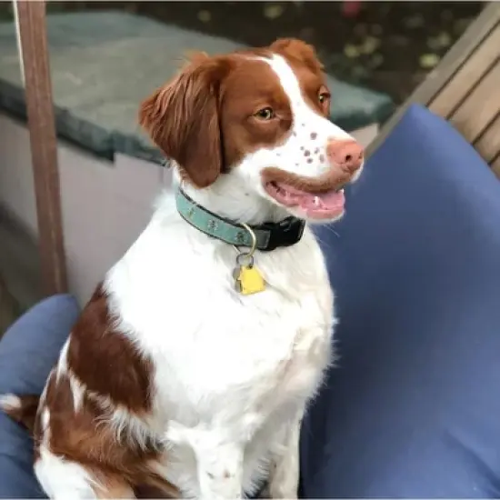 Up Country Dog Collar, Bee, Large image {1}