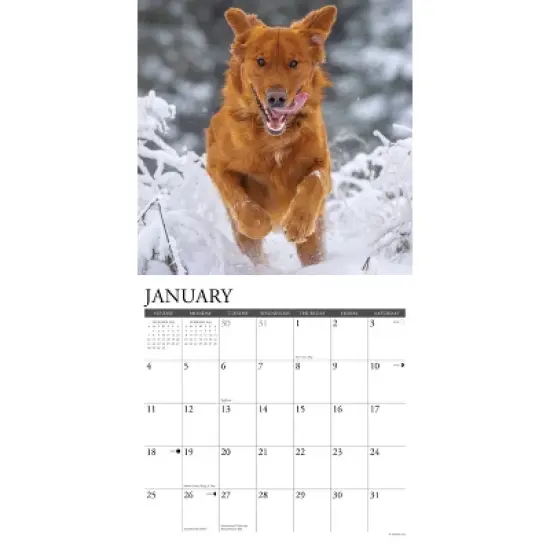 Willow Creek Press 2026 Goldens Wall Calendar image {2}