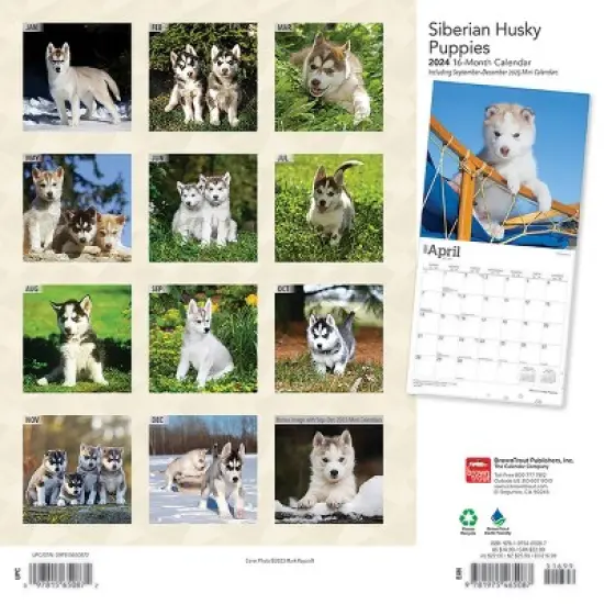 Browntrout 2024 Wall Calendar 12"x12" Siberian Husky Puppies image {1}