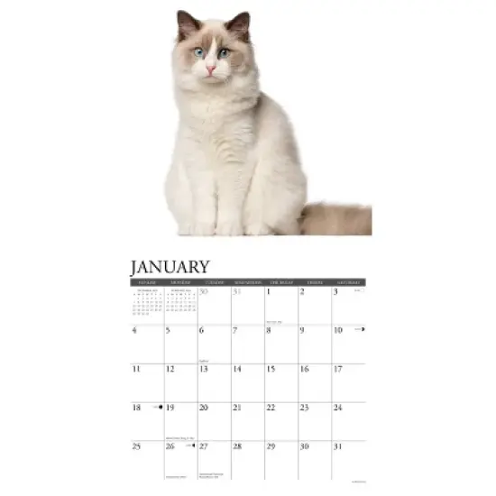 Willow Creek Press 12"x12" 2026 Ragdoll Cats Wall Calendar image {2}