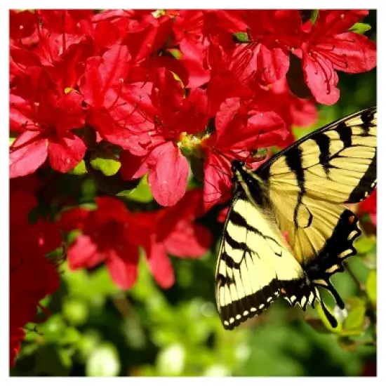 Azalea Midnite Flare 1pc - National Plant Network U.S.D.A Hardiness Zone 7-9: Sun/Shade Tolerant, Nursery Pot Included image {6}