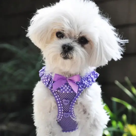 Doggie Design American River Choke Free Dog Polka Dot Ruffle Harness-Paisley Purple image {2}