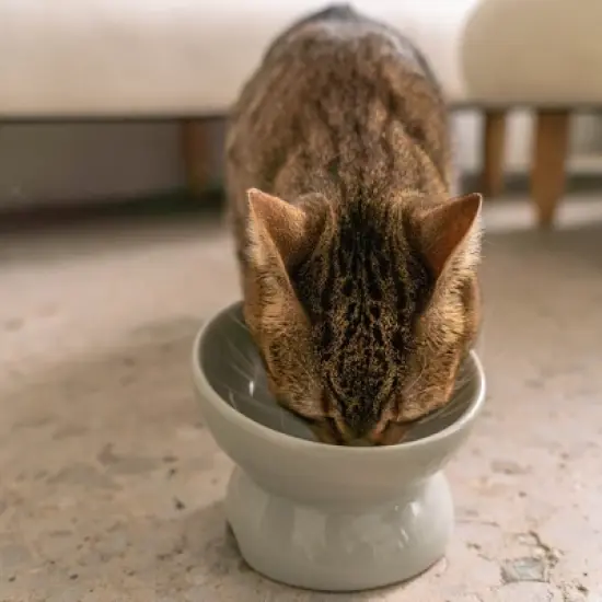 Dexypaws: Elevated Ceramic Cat Bowl, Grey, 7oz, Pet Feeding Dish image {5}