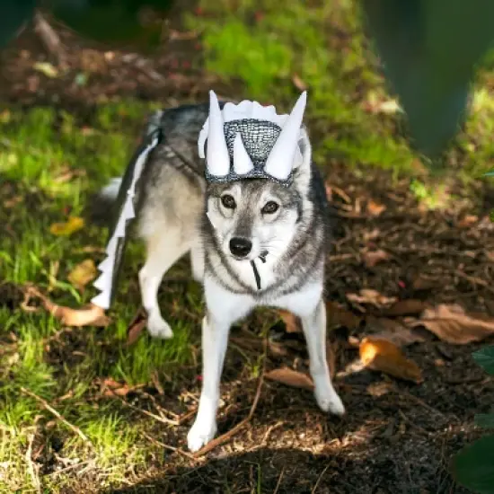 Midlee Dinosaur Dog Headband & Tail Costume image {5}