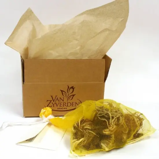 Van Zyverden 5ct Amaryllis Multicolored Flower Bulb Set image {2}