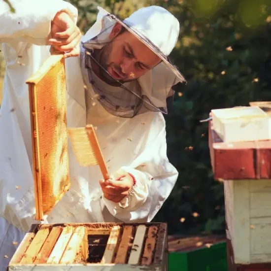 Lehman's Beekeeping Beehive Frame, Wired Beeswax Foundation, Deep Assembled, Honey Bee Hive, Amish Made, Set of 10 image {3}