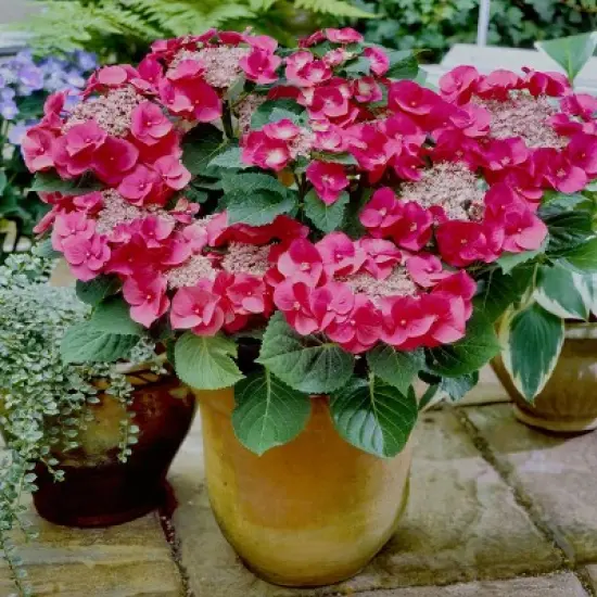 National Plant Network Live Outdoor 4" Cherry Explosion Hydrangea Plants - 3ct image {6}