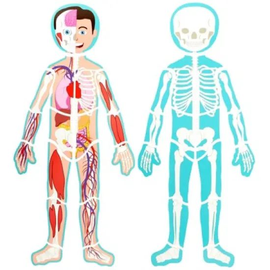 Blue Panda 17-Pcs Large Magnetic Human Body Puzzle for Kids, Double-Sided Anatomy and Organs, Skeleton, Body Parts Model (3 ft) image {4}