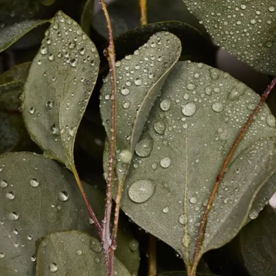 Dr. Bronner's All-One Pure-Castile Magic Bar Soap - Eucalyptus - 5oz image {7}