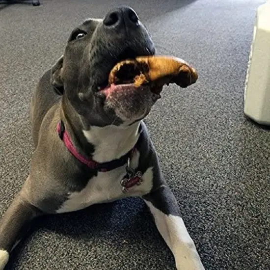 Pawstruck Pig Snouts for Dogs , Bulk Dog Dental Treats & Natural Pork Dog Chews, Made in USA, American Made image {3}