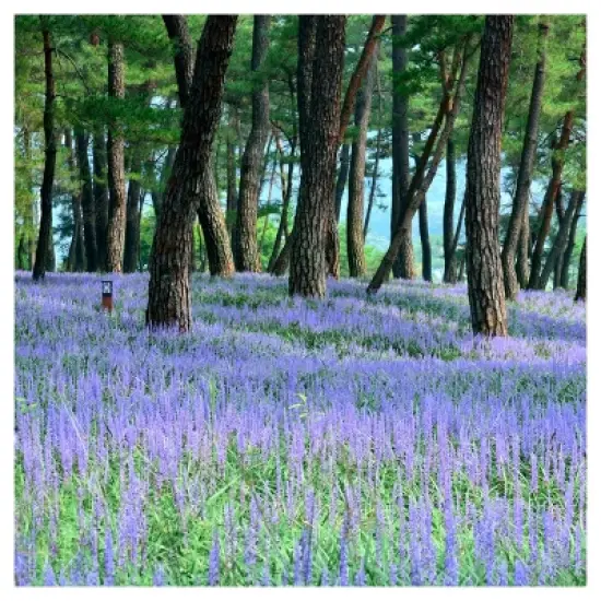 Liriope 'Big Blue' 1pc - National Plant Network - U.S.D.A. Hardiness Zones 5 - 10 image {5}