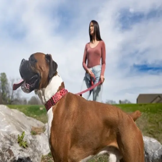 Country Brook Petz Premium Red Bandana Dog Collar image {1}