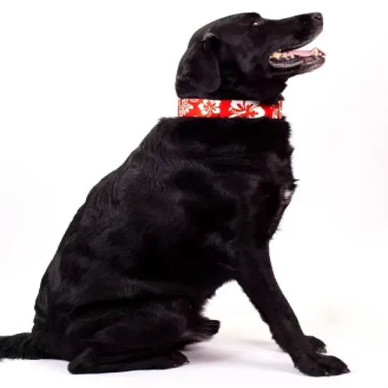 Country Brook Petz 1 1/2 Inch Red Hawaiian Martingale Dog Collar image {2}