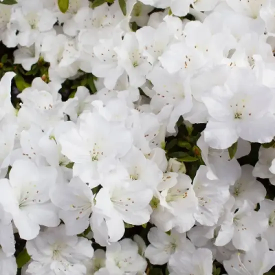 2.5qt Pleasant White Azalea Plant with White Blooms - National Plant Network: Ideal for Garden Beds & Hedges image {3}