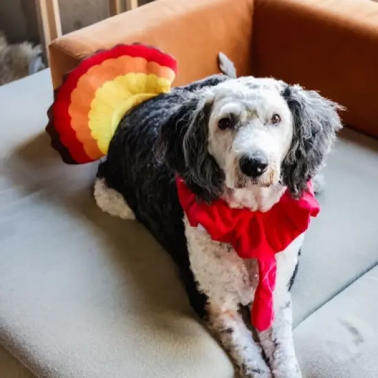 Midlee Turkey Beard & Tail Thanksgiving Dog Costume image {2}