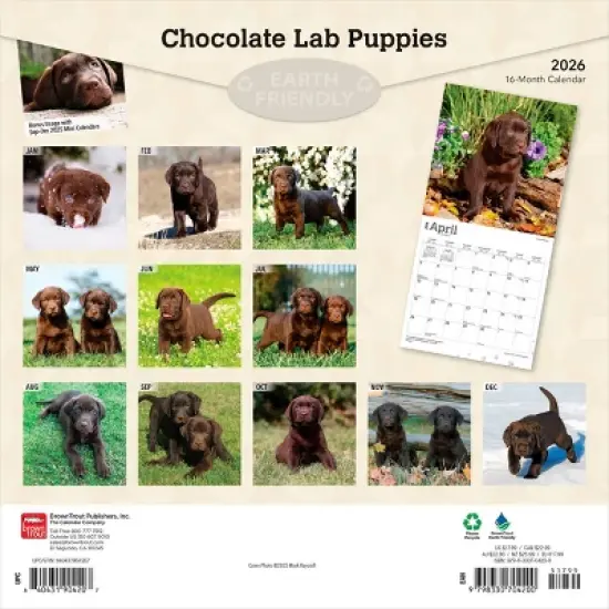 BrownTrout Chocolate Labrador Retriever Puppies 2026 12"x24" Hanging Square Wall Calendar Plastic-Free image {1}