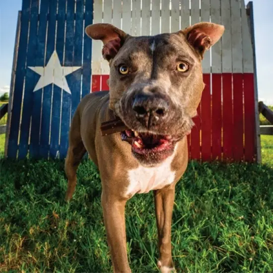 Get Naked Skin and Coat Health Functional Chicken Flavor Dental and Hard Chew Sticks Dog Treats - 6.2oz image {3}